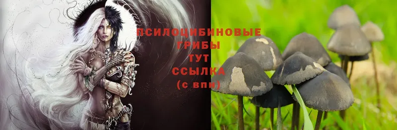 shop телеграм  Губкин  Псилоцибиновые грибы Psilocybine cubensis 